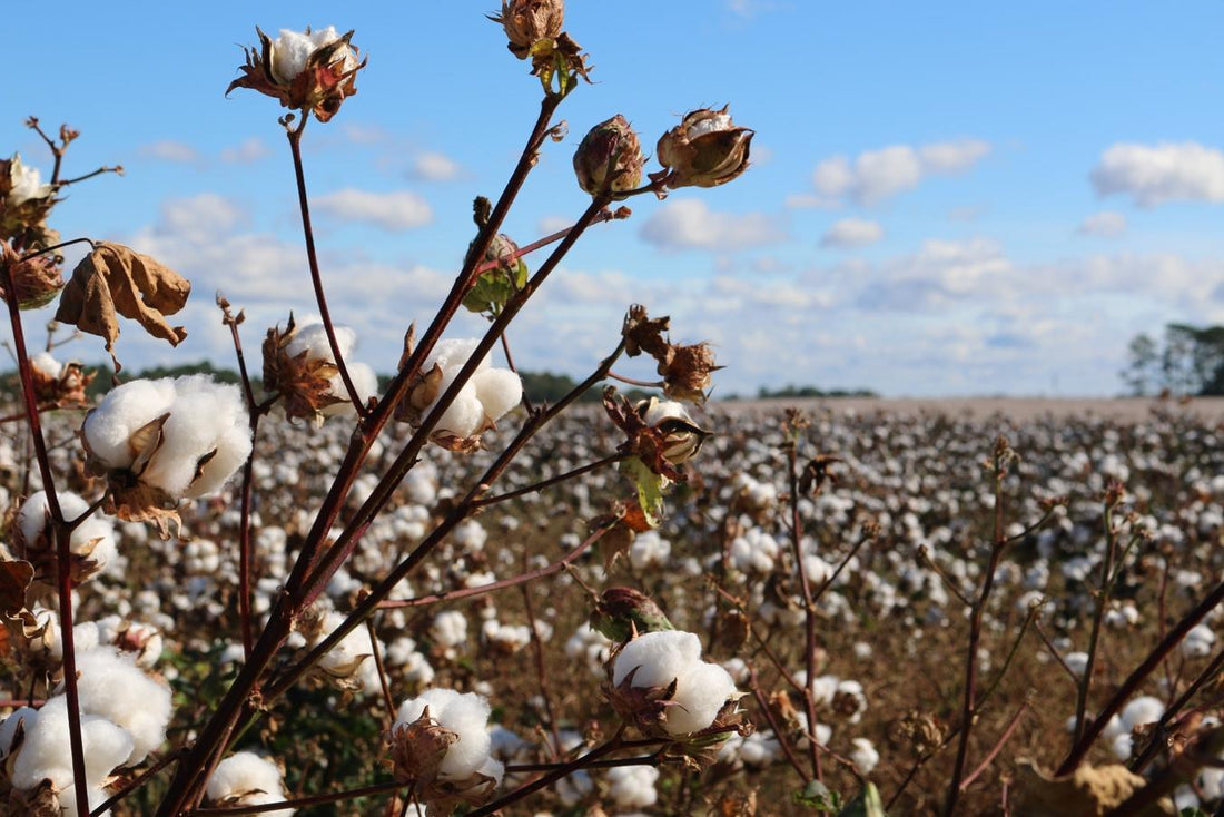 Conventional Cotton Vs Organic Cotton